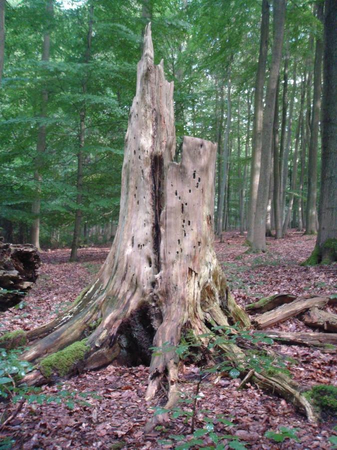 Haus Eifelinchen Leilighet Schleiden Eksteriør bilde